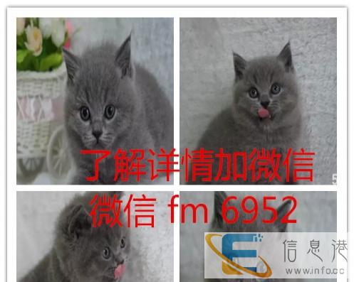 赛级品相毛茸茸 英国短毛猫/蓝猫 公母均有 幼猫