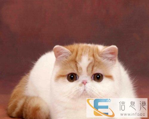 送媳妇送父母送朋友,大脸猫蓝猫加菲包纯种包健康