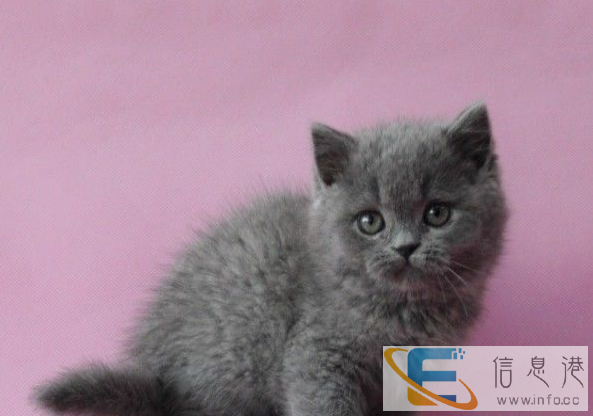 喜迎元旦本猫舍猫咪全场特价包健康疫苗签协议