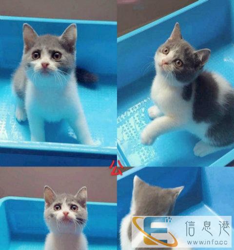 自家繁殖纯种大包子脸英短蓝猫蓝白渐层美短包健康售后