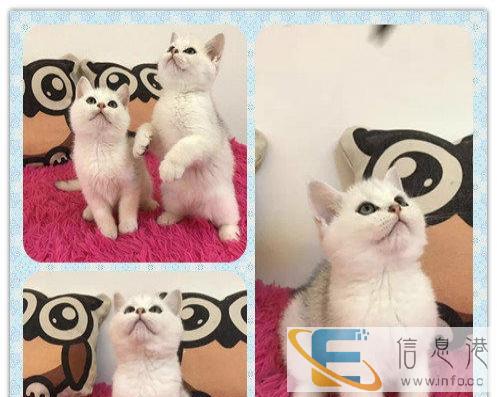 美短,美短加白,已做疫苗驱虫,保健康终身售后