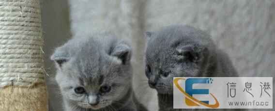 英伦经典 蓝色可爱胖墩墩 亲近粘人的英短蓝猫