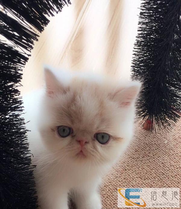 家养加菲猫找新家