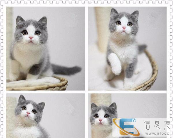 CFA猫舍出售纯种家养加菲猫短毛猫 健康纯种加菲猫