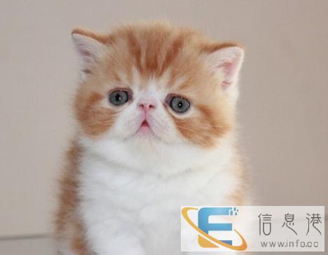 带证书加菲猫妹妹 好基因 五短大头 甜美亲