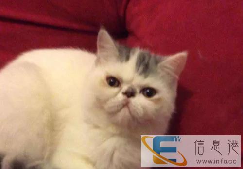 异国短毛猫加菲猫,波斯猫,英短,金吉拉猫,折耳猫