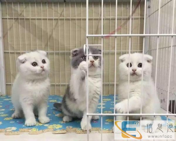 宠物活体苏格兰折耳猫虎斑渐层英短幼猫幼崽