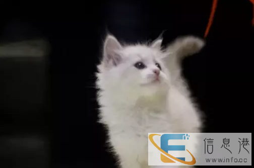 猫咪宝贝常年出售加菲猫,异短,美短,波斯猫,英短蓝猫