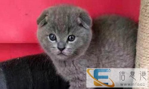 专业繁育精品包子脸英短蓝猫,保健康,市区可送保健康