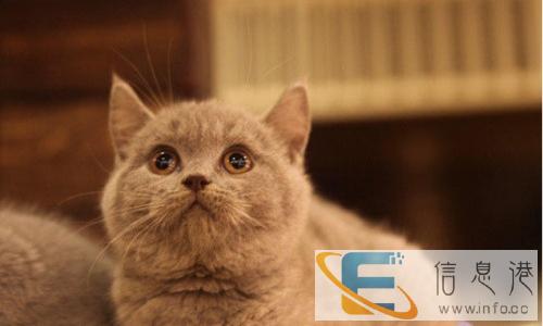 喜欢速度咯 随时看猫 猫舍养殖 精品蓝猫幼猫出售