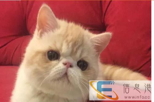 实体店出窝加菲猫金吉拉布偶猫蓝猫折耳猫