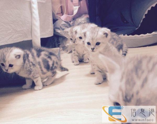 苏格兰折耳猫 美短折耳猫 银虎斑小母猫 活体宠物猫