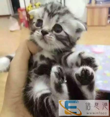 1年繁育经验 大型实体猫舍 直销加菲 英短 美短