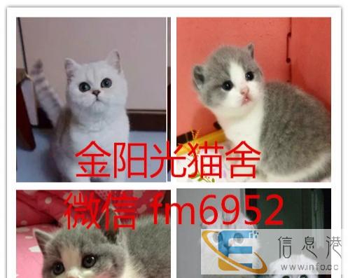英国短毛猫活纯种幼猫英短蓝猫家养活体宠物猫