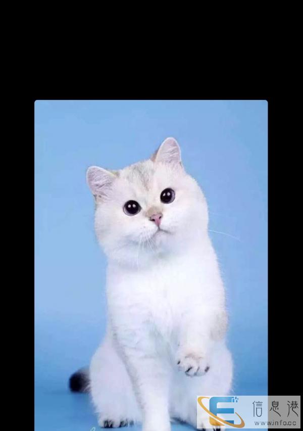 种公纯种金点猫