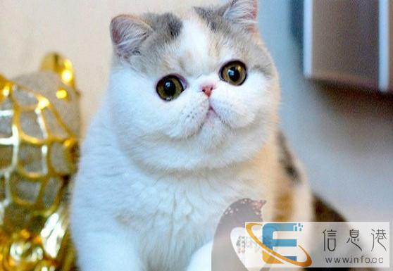 伊诺经典 加菲 重磅来袭-TICA认证血统