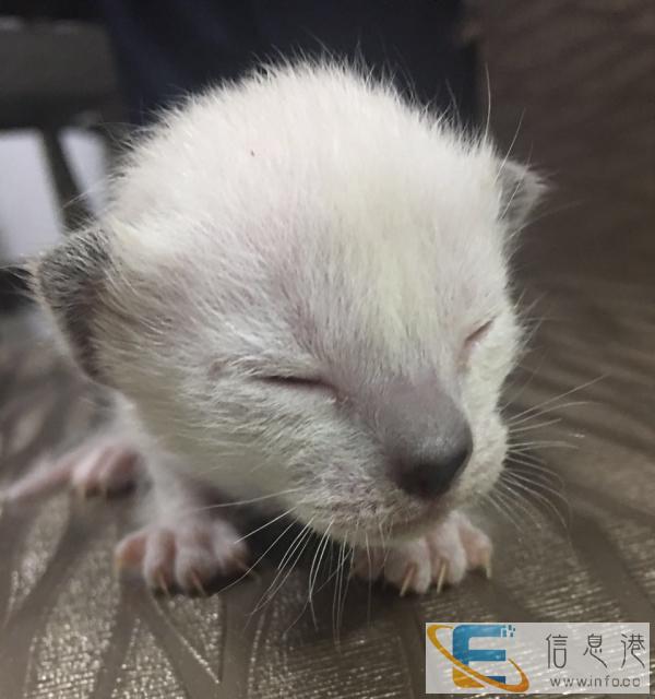纯种暹罗猫找新家、12月4日出生