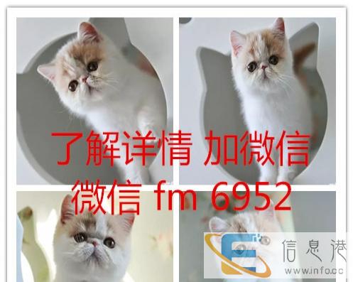 常年批发零售宠物猫美短英短蓝猫蓝白渐层加菲折耳布偶