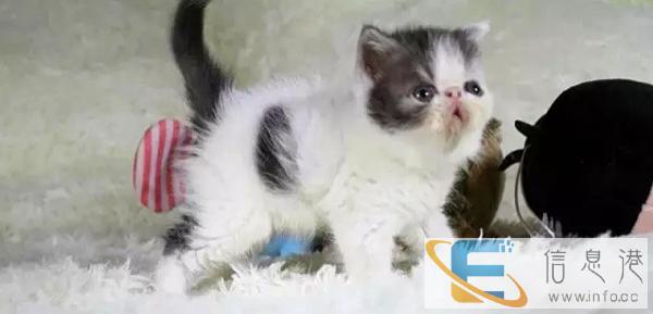 专业猫舍繁育纯种加菲猫宝宝 各种颜色 全国包邮