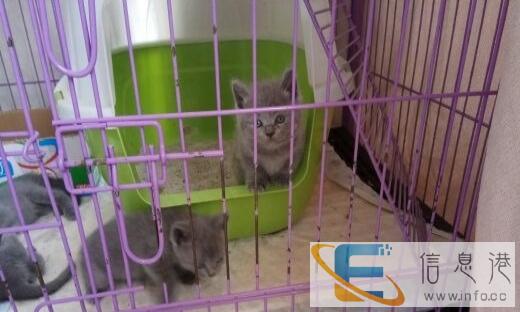 个人自家繁育的100英短蓝猫崽出售价格面议
