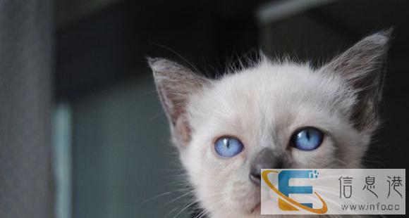 精品加菲猫蓝猫短毛猫折耳猫暹罗猫波斯猫金吉拉猫,性价比高