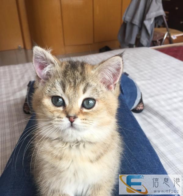 普京同款猫出售