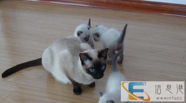 自家养暹罗猫 寻喜欢的主人