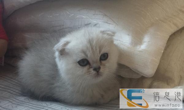 特价出售渐层折耳猫咪