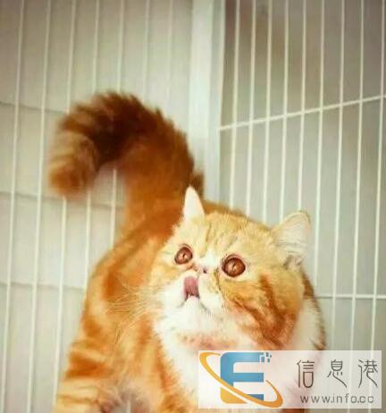 加菲幼猫,猫舍繁殖,健康纯种,品质保障