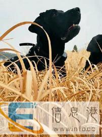 个人赛级双血统拉布拉多配狗，借配种公