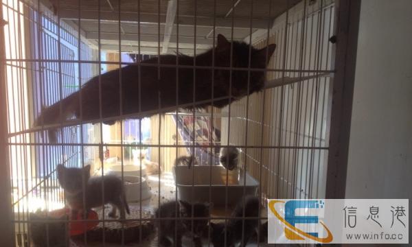 短毛猫英短暹罗猫
