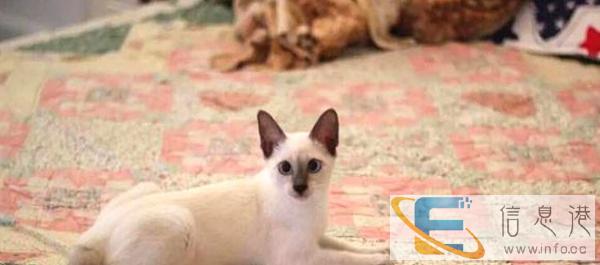 有纯种超萌可爱小暹罗猫乖巧粘人 健康漂亮暹罗猫