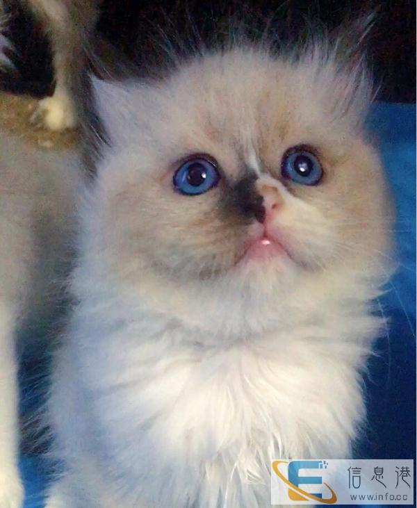 丹东本地的布偶猫弟弟妹妹双色手套色找家