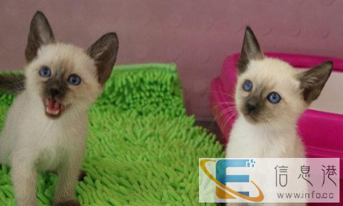 出生5个月零15天的暹罗猫