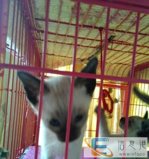 暹罗猫超低价,品种纯,自家猫