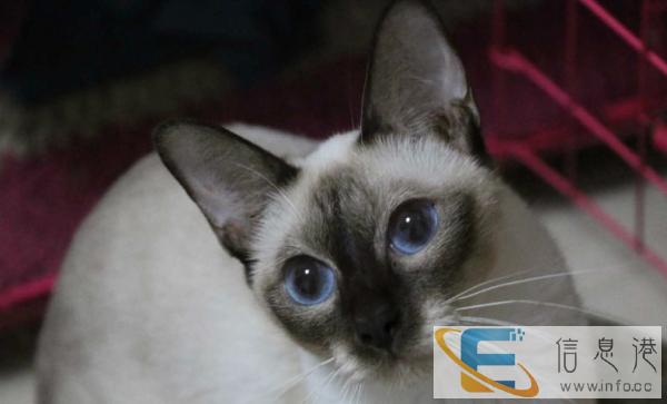 自家繁殖巧克力暹罗猫