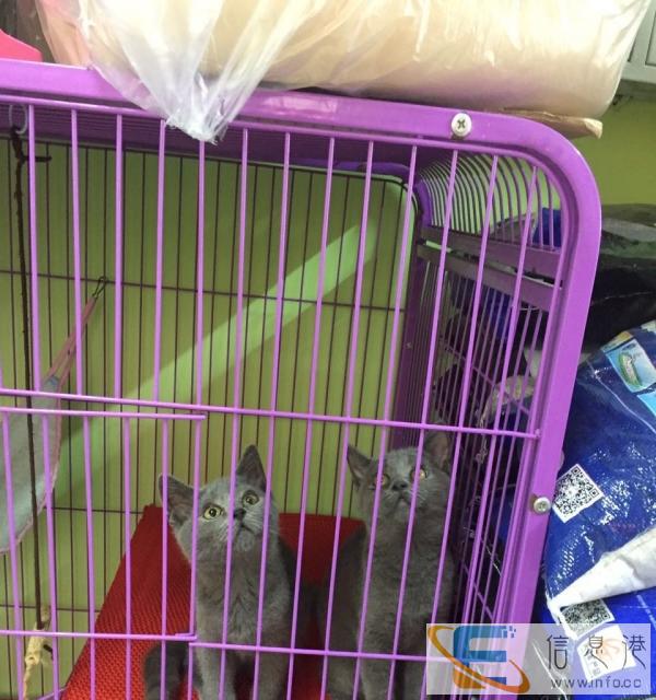 健康便宜英短找新家