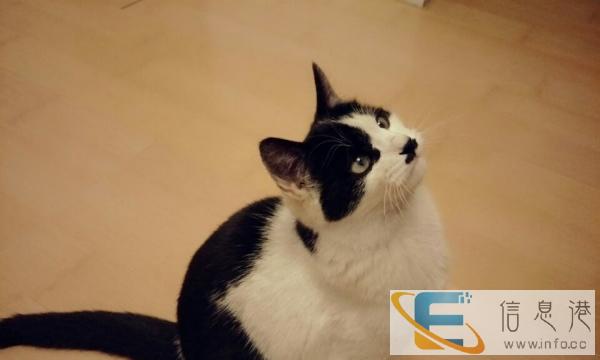 4个月流浪公猫免费赠送爱猫人士