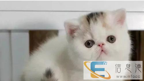 猫舍 直销加菲 虎斑猫 蓝猫 包健康 品相好