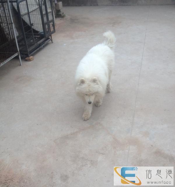 萨摩耶种公配种