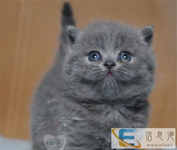 经典 蓝猫 重磅来袭-CFA认证血统-驱虫防疫齐