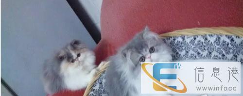 波斯猫纯种幼猫波斯猫幼猫活体波斯猫