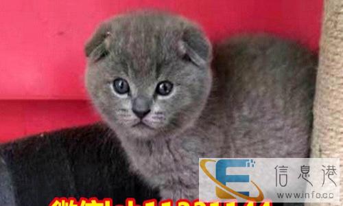 繁殖高品质CFA纯种蓝猫 超级纯的小包子