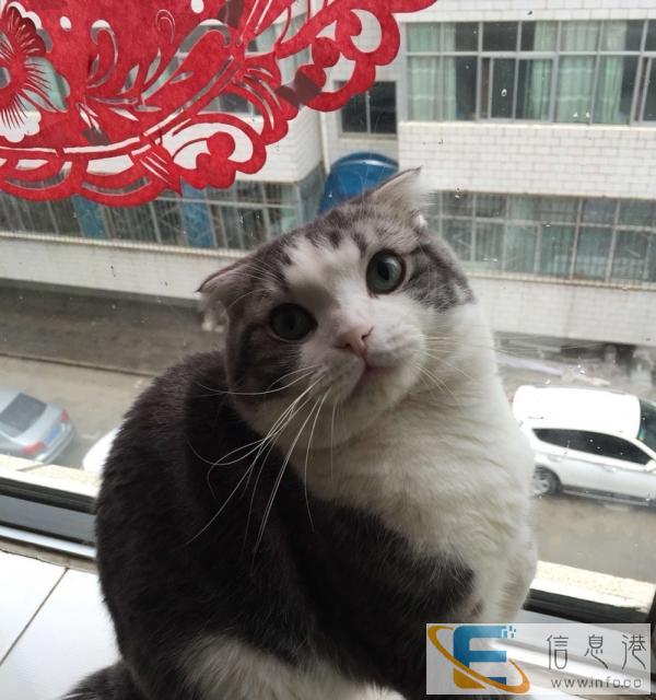 转让家养苏格兰折耳猫