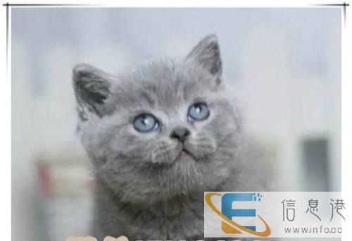 超萌高颜值英短蓝猫DDMM有短毛猫加菲猫