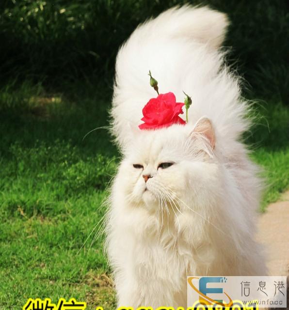 出售金吉拉猫 小猫咪出售