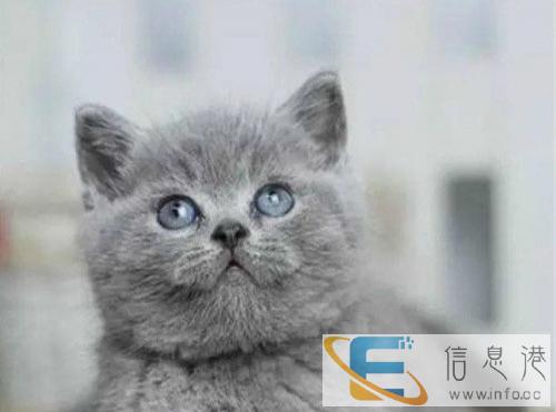 CFA认证专业打造蓝猫幼猫专业品质