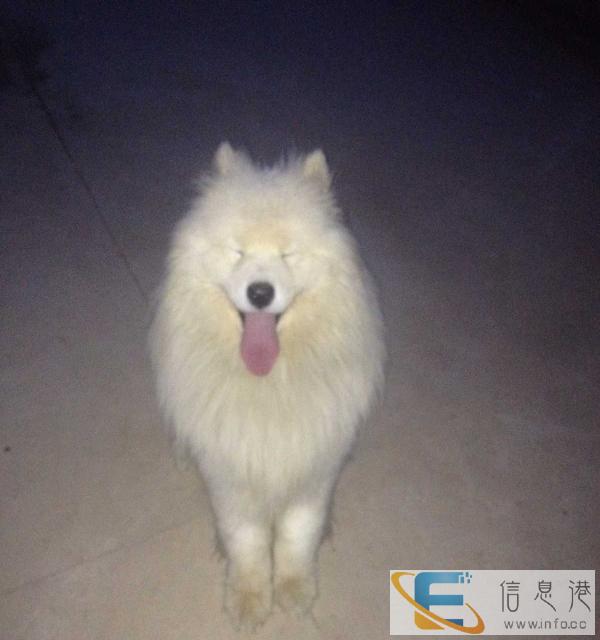 宠物配种价格面议