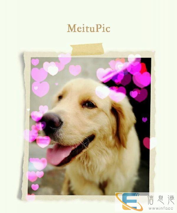 公金毛有配狗的打电话