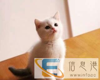 英短猫,蓝白猫